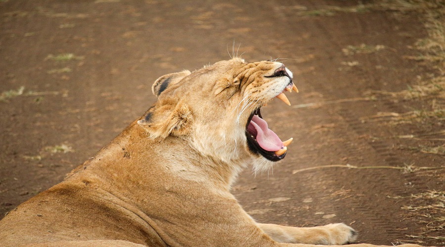 4 Days Best of Tanzania Safari | Big Five Midrange Adventure from Arusha.